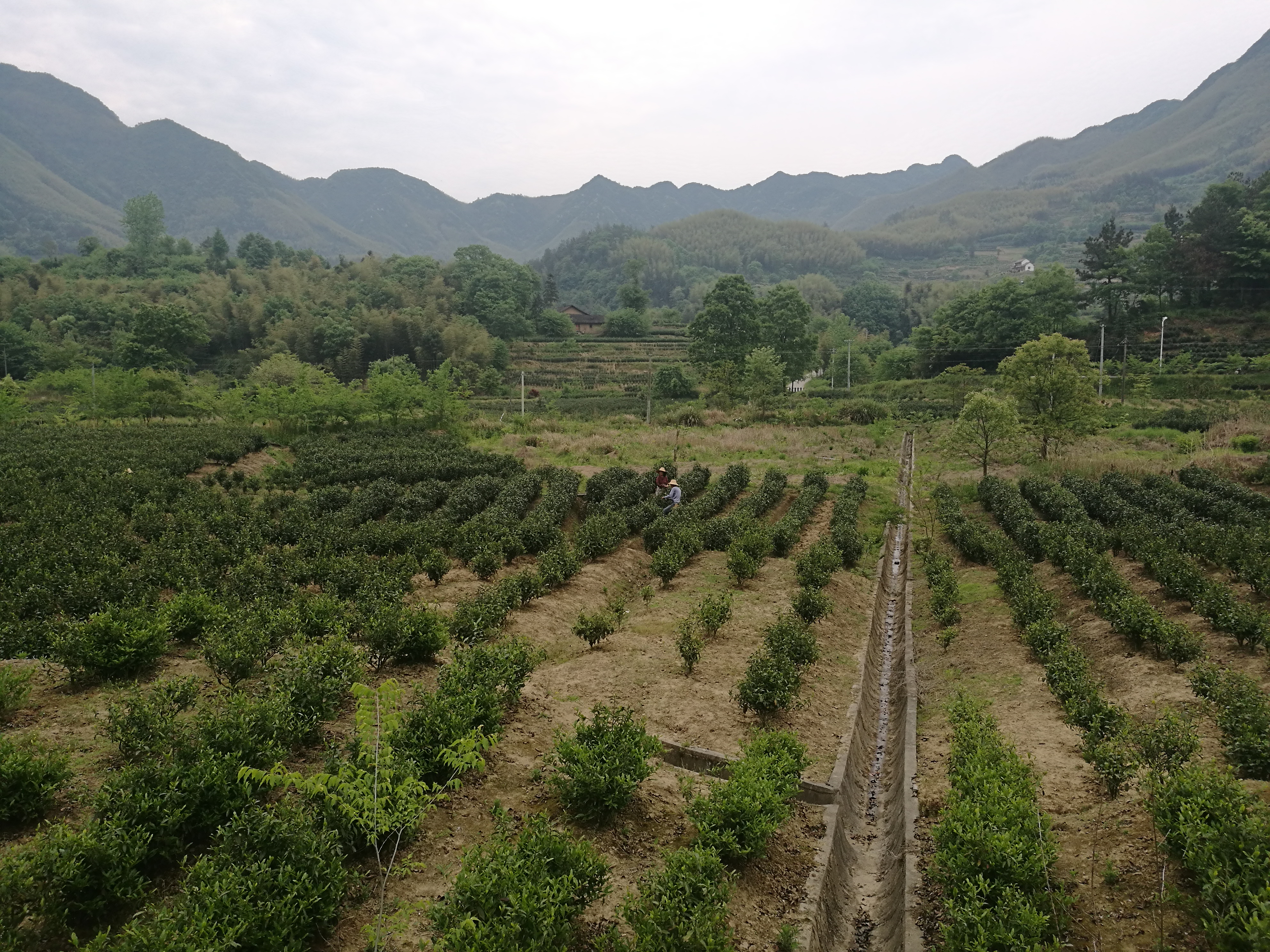 汀溪兰香 - 泊山客 - 欢欢家庭博客