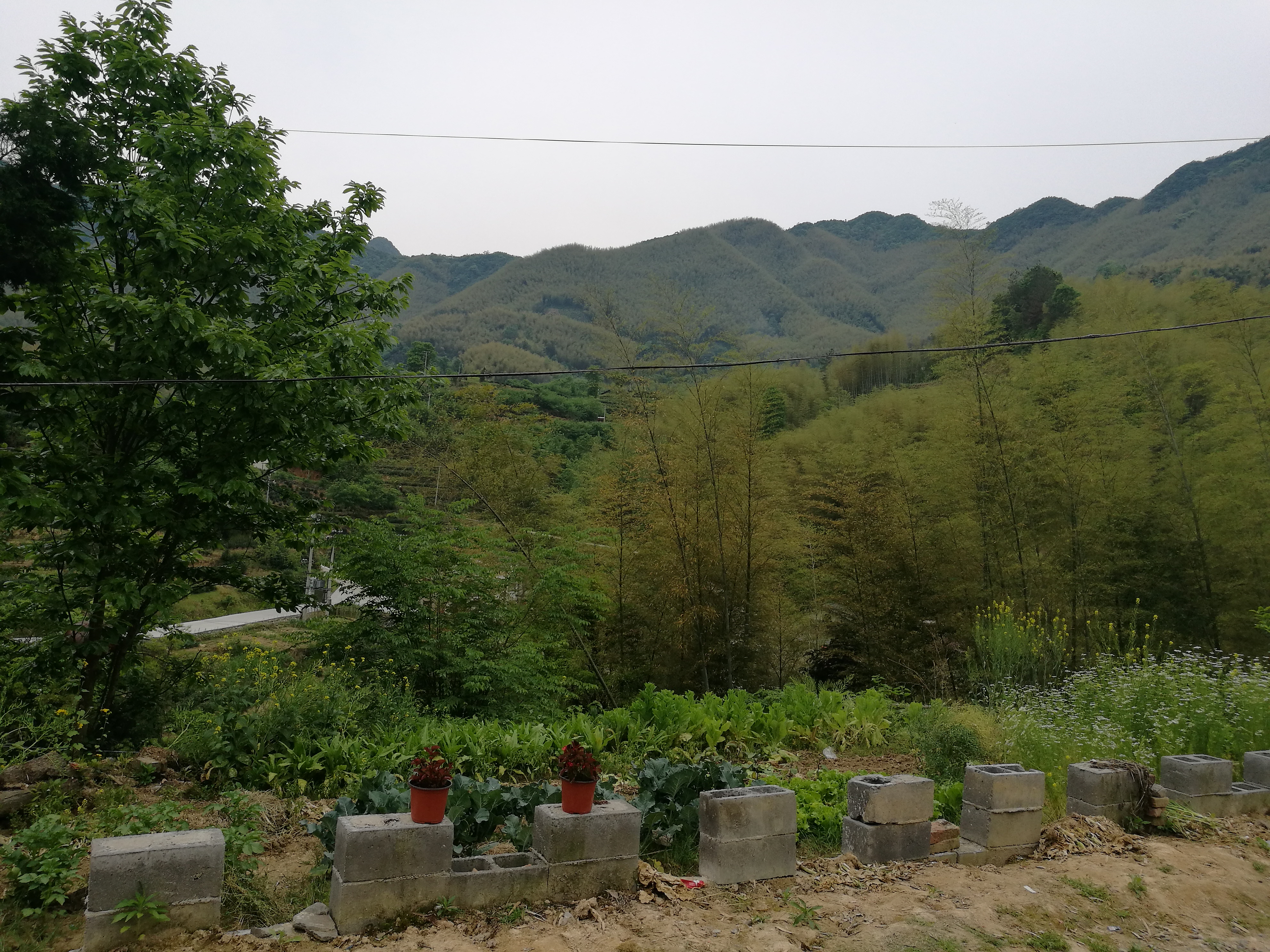 汀溪兰香 - 泊山客 - 欢欢家庭博客