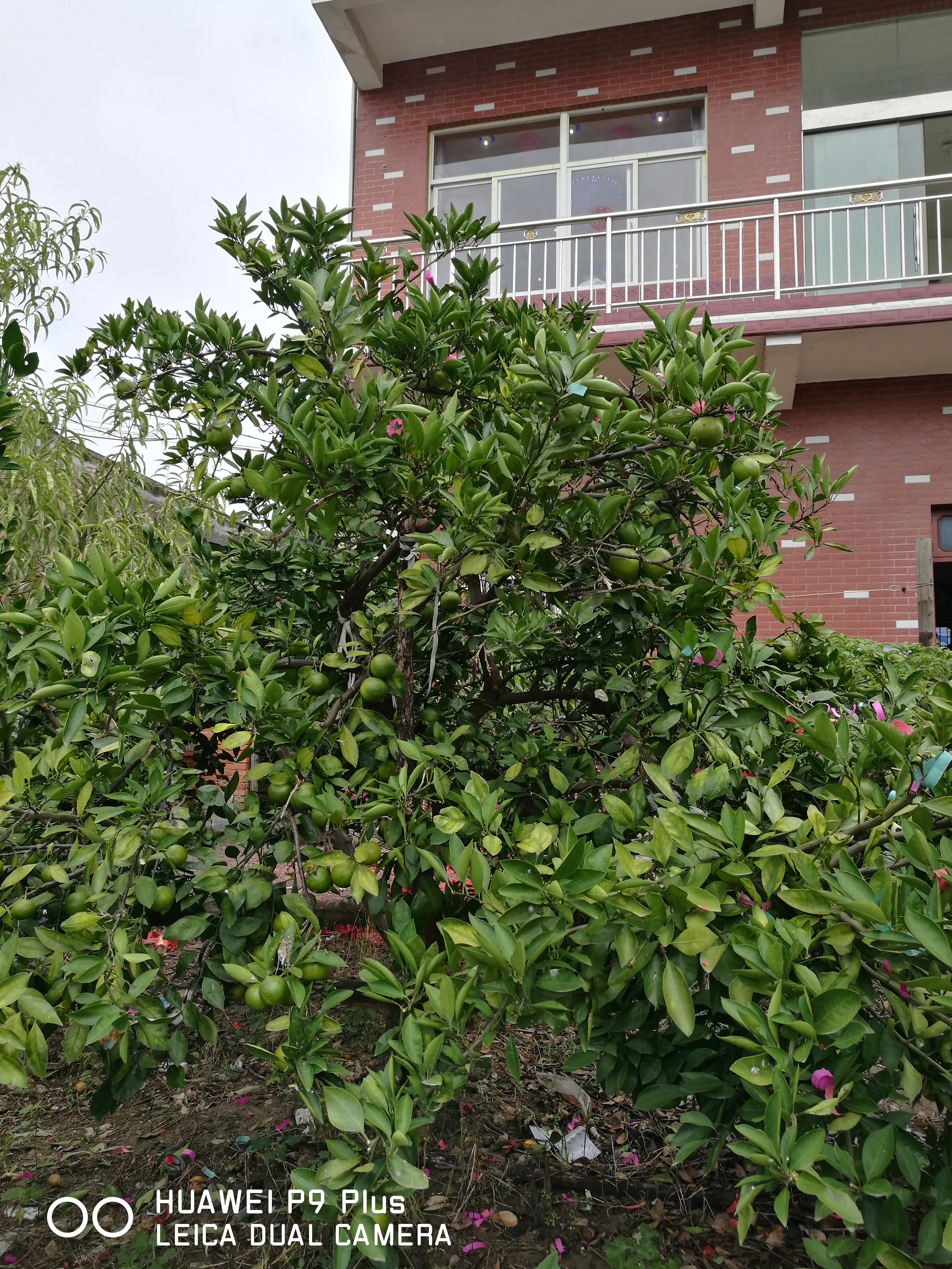 苏曈 - 泊山客 - 欢欢家庭博客