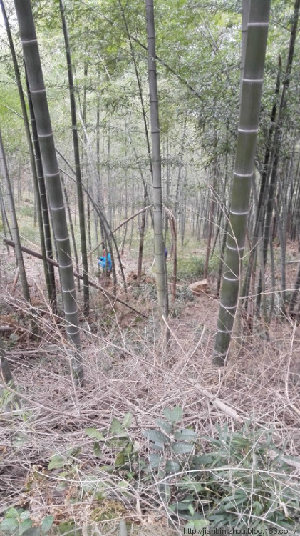 这山望着那山高---登天门山顶峰 - 泊山客 - 欢欢家庭博客
